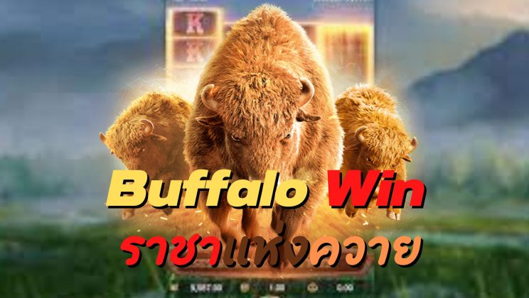 Buffalo Win ราชาแห่งควาย